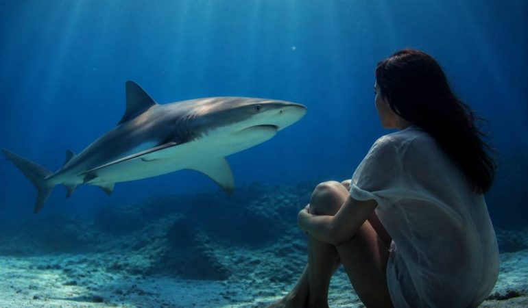 Rêver de requin