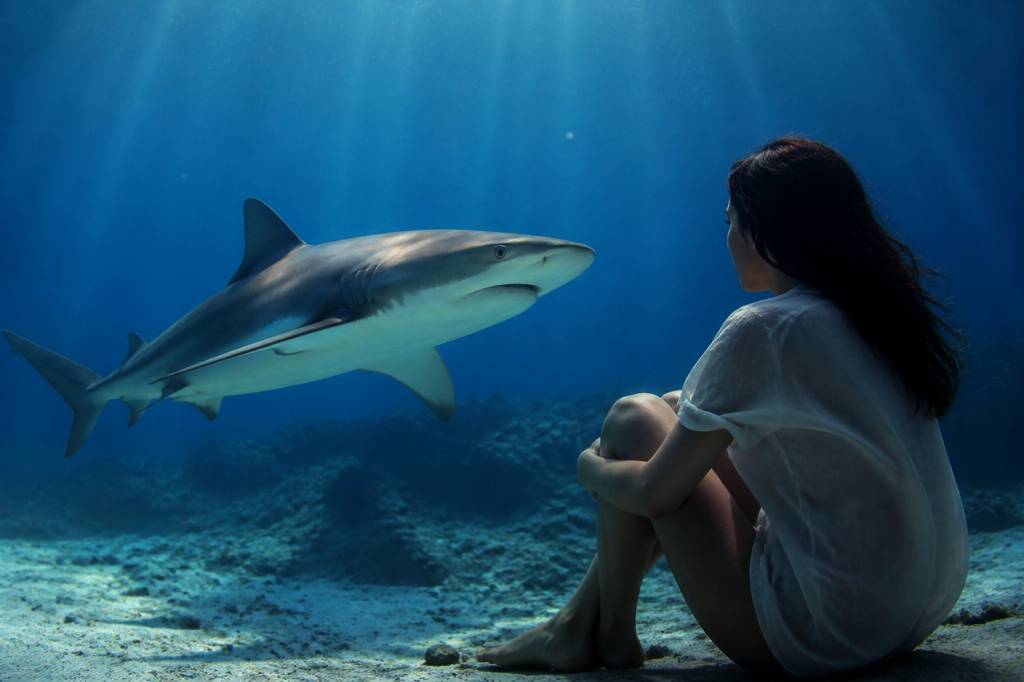 Rêver de requin