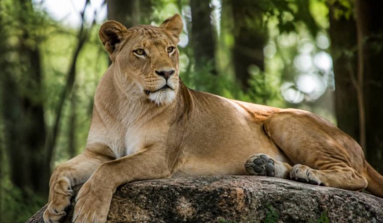 Rêver de lionne : signification et interprétation complète