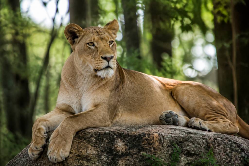 Rêver de lionne : signification et interprétation complète