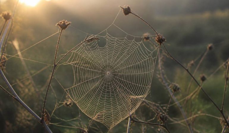 Rêver de toile d’araignée : signification spirituelle et messages cachés