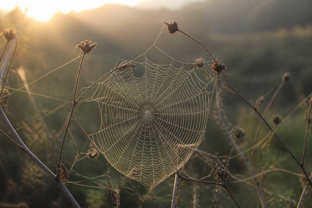 Rêver de toile d’araignée : signification spirituelle et messages cachés