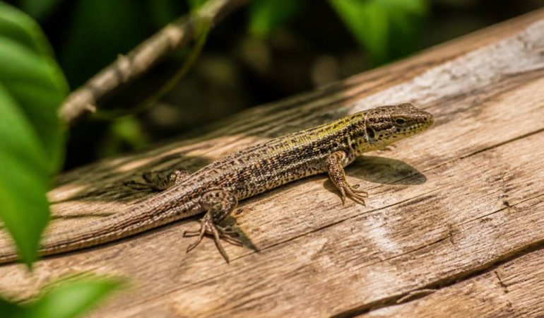 Rêver de lézard : signification, messages et interprétations