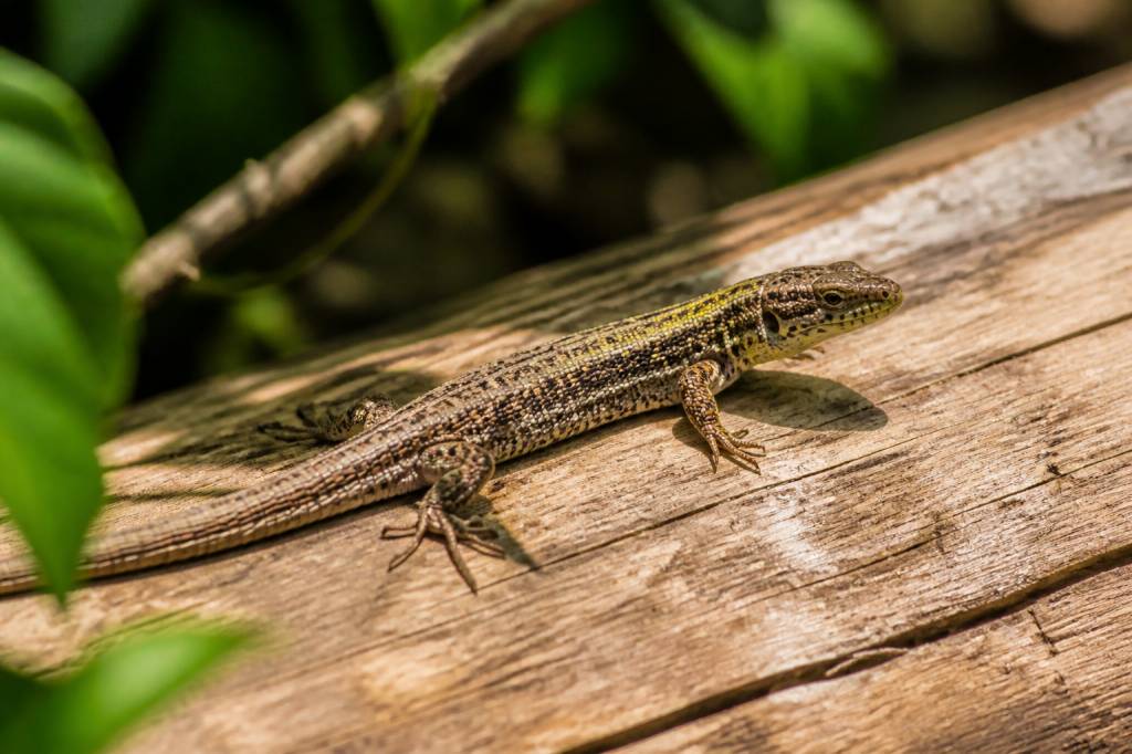 Rêver de lézard : signification, messages et interprétations