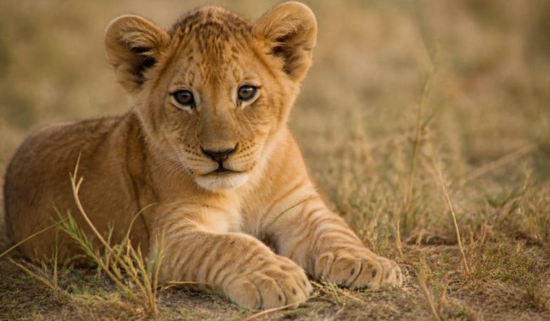 Rêver de lionceau : signification et interprétation spirituelle