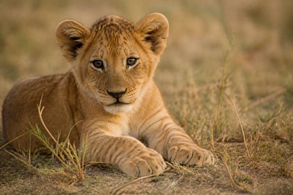 Rêver de lionceau : signification et interprétation spirituelle