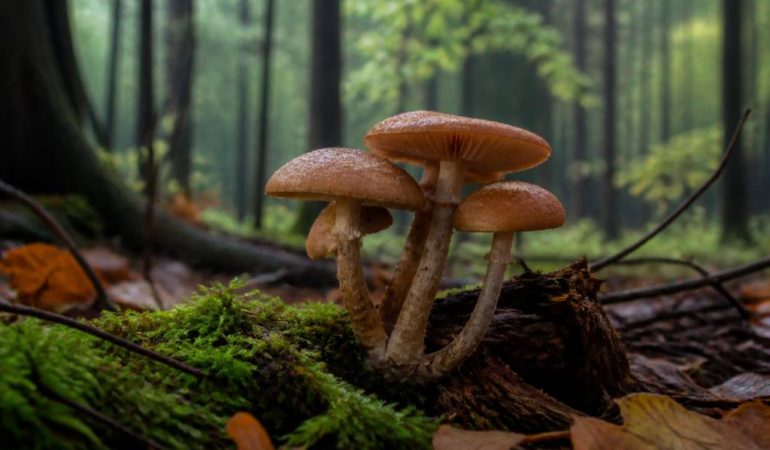 Rêver de champignons : signification et interprétation spirituelle